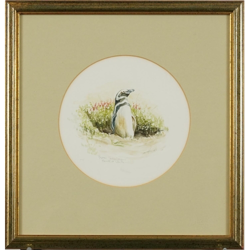 1414 - N Hurst - Magellan Jackass penguin and Rocky penguin chick, Falkland Islands, two circular watercolo... 