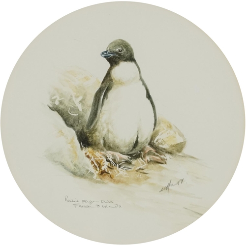 1414 - N Hurst - Magellan Jackass penguin and Rocky penguin chick, Falkland Islands, two circular watercolo... 