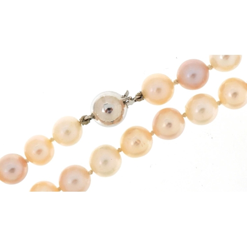 3436 - Cultured white and pink pearl necklace with 14ct white gold clasp, each pearl approximately 7.5mm in... 