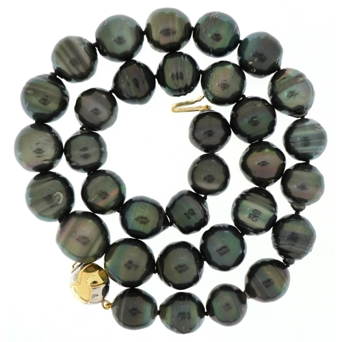 3413 - Graduated Tahitian pearl necklace with 18ct two tone gold clasp, the largest pearl approximately 13m... 