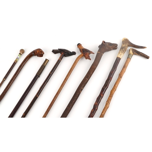 1427 - Collection of vintage and later walking sticks, some with horn handles and carved animal head handle... 