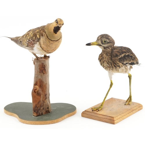 109 - Two taxidermy birds, each raised on a wooden plinth base, the largest 34cm high