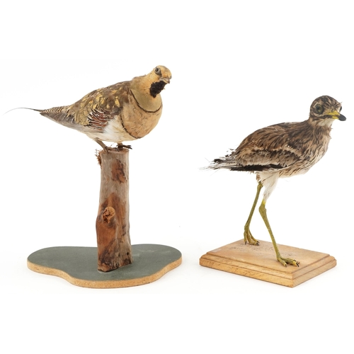 109 - Two taxidermy birds, each raised on a wooden plinth base, the largest 34cm high