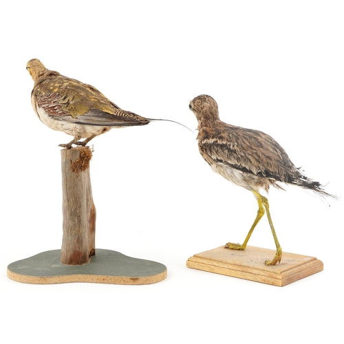 109 - Two taxidermy birds, each raised on a wooden plinth base, the largest 34cm high