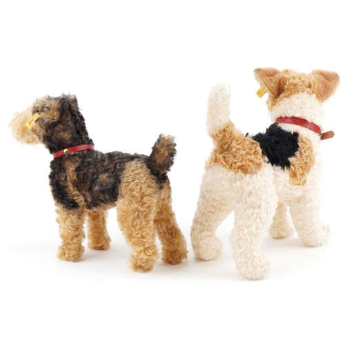  Two Steiff dog teddy bears numbers 031717 and 035012, the largest 35cm in length