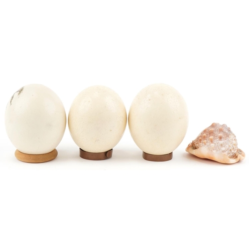 1206 - Three ostrich eggs and a carved conch shell, one hand painted with an ostrich, the largest 15cm high