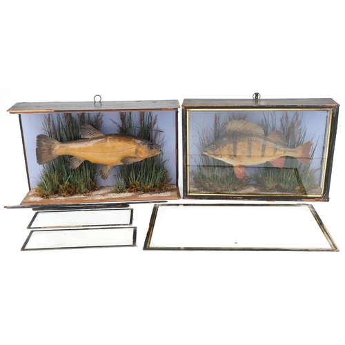 107 - Two taxidermy fish, each housed in a glazed display case, including a perch, overall 53cm in length