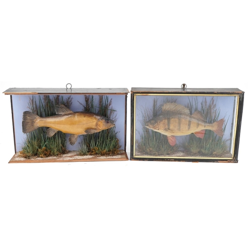 107 - Two taxidermy fish, each housed in a glazed display case, including a perch, overall 53cm in length