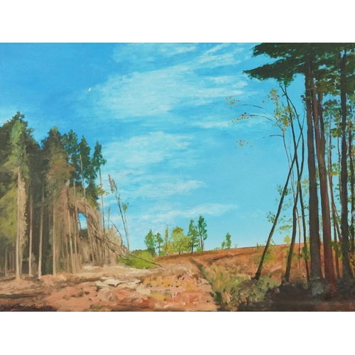 3531 - Woodland clearing, contemporary Modern British school oil on board within a pine frame, 75cm x 56cm