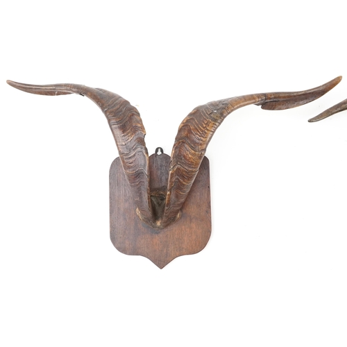 108 - A Pair of 19th century Scottish taxidermy goat horns mounted on oak shield shaped plaques, 44cm high... 