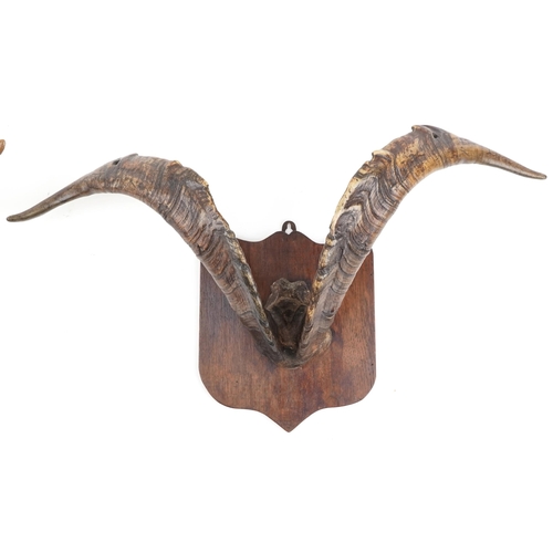 108 - A Pair of 19th century Scottish taxidermy goat horns mounted on oak shield shaped plaques, 44cm high... 