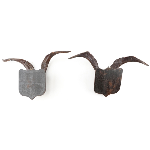 108 - A Pair of 19th century Scottish taxidermy goat horns mounted on oak shield shaped plaques, 44cm high... 