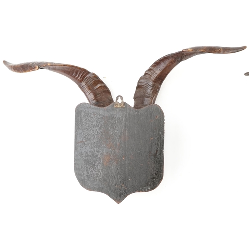 108 - A Pair of 19th century Scottish taxidermy goat horns mounted on oak shield shaped plaques, 44cm high... 