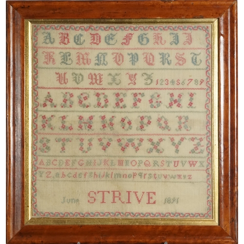 131B - Late Victorian needlework alphabet sampler dated June 1891 within a maple frame with inner gilt slip... 