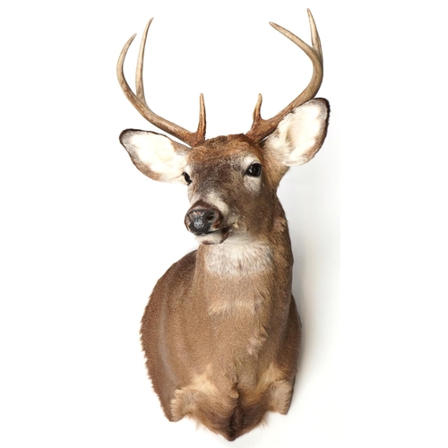 104 - 20th century taxidermy specimen stag's head with seven point antlers and plastic eyes with wall moun... 