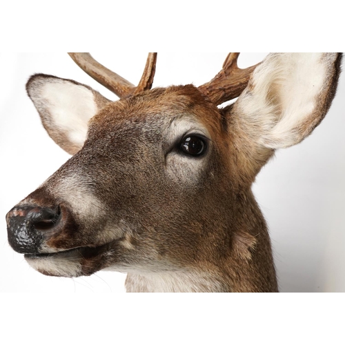 104 - 20th century taxidermy specimen stag's head with seven point antlers and plastic eyes with wall moun... 