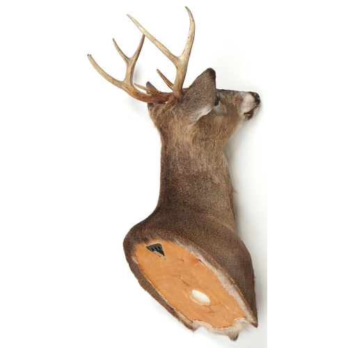 104 - 20th century taxidermy specimen stag's head with seven point antlers and plastic eyes with wall moun... 