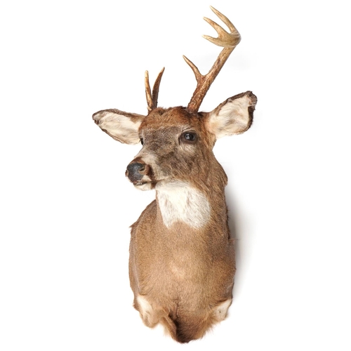 105 - 20th century taxidermy specimen stag's head with six point antlers and plastic eyes with wall mounti... 