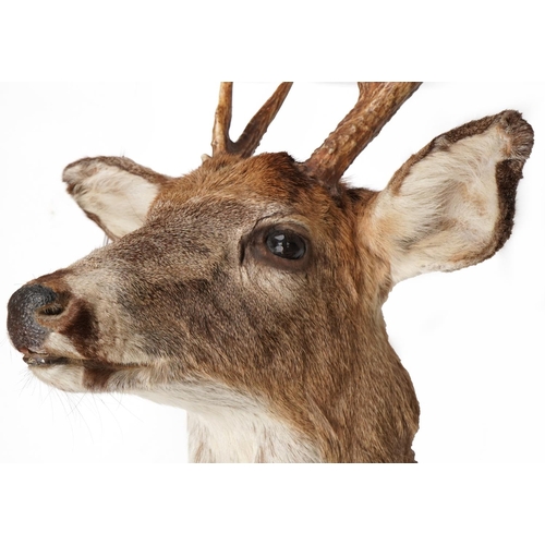 105 - 20th century taxidermy specimen stag's head with six point antlers and plastic eyes with wall mounti... 