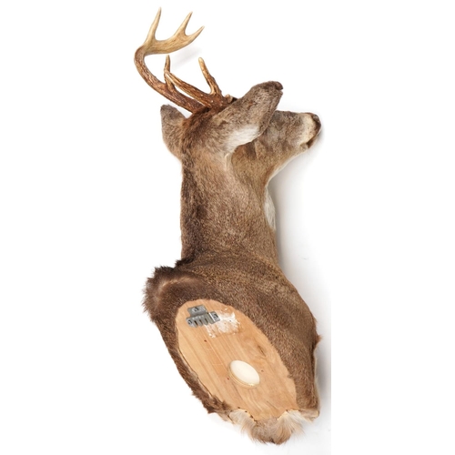 105 - 20th century taxidermy specimen stag's head with six point antlers and plastic eyes with wall mounti... 