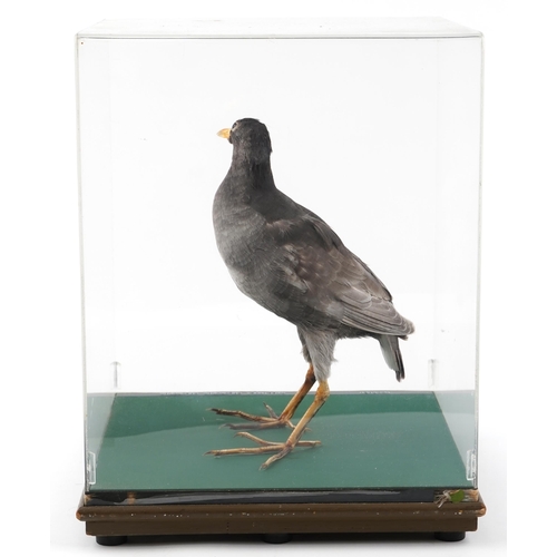 243 - A Taxidermy Moorhen housed in a Perspex display case, 40cm H x 31cm W x 31cm D.