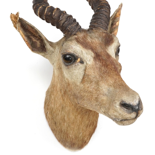 241 - A late 18th century taxidermy antelope head with horns, 67cm high.