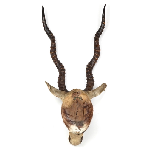 241 - A late 18th century taxidermy antelope head with horns, 67cm high.