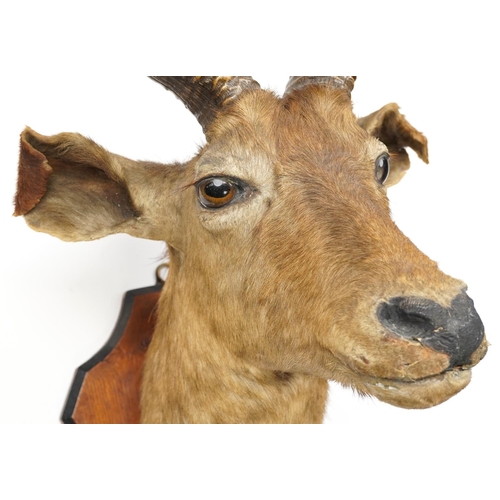 240 - A late 19th century buck's head mounted on an oak shield back, overall 70cm high.