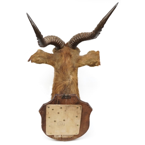 240 - A late 19th century buck's head mounted on an oak shield back, overall 70cm high.