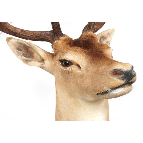 238 - A large taxidermy stag's head with antlers, 100cm high.