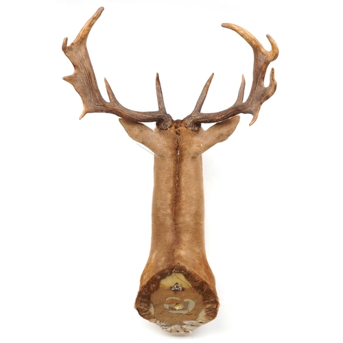 238 - A large taxidermy stag's head with antlers, 100cm high.