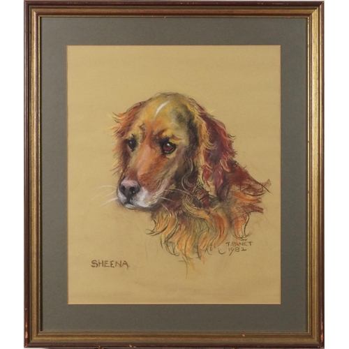 3449 - Truda Panet - Sheena, portrait of a Collie, late 20th century British school, pastels on paper, fram... 