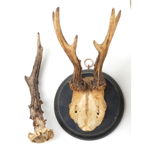 242 - A group of Victorian taxidermy horns, largest H-32cm W-14cm