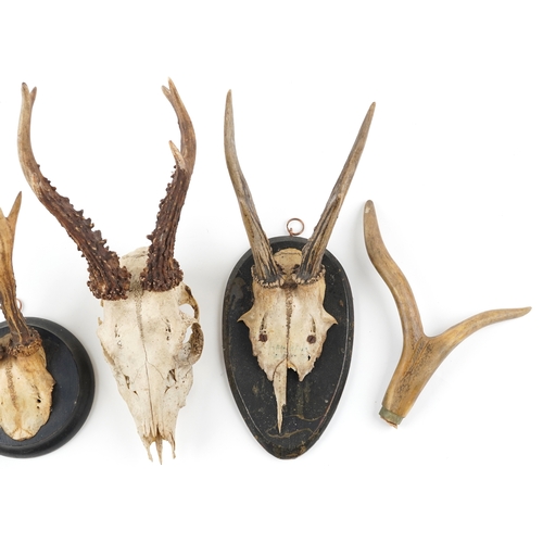 242 - A group of Victorian taxidermy horns, largest H-32cm W-14cm