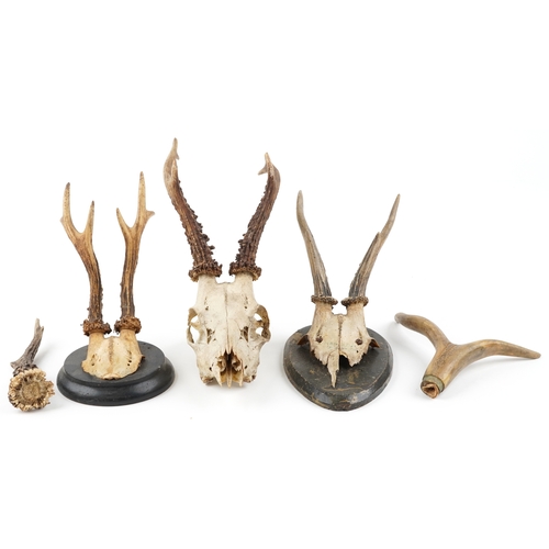 242 - A group of Victorian taxidermy horns, largest H-32cm W-14cm