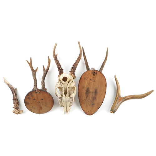 242 - A group of Victorian taxidermy horns, largest H-32cm W-14cm