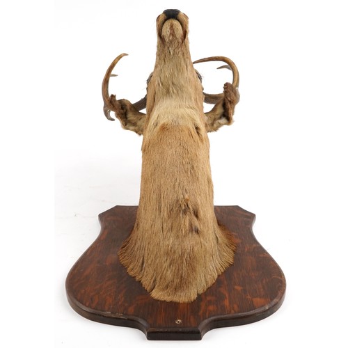 239 - A 20th century taxidermy stag's head mounted on an oak shield back with wall mounting holes, 90cm hi... 