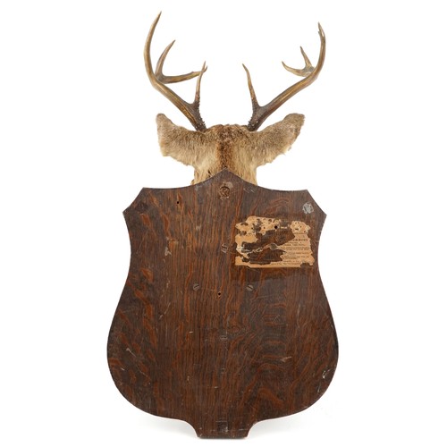 239 - A 20th century taxidermy stag's head mounted on an oak shield back with wall mounting holes, 90cm hi... 