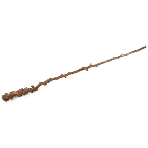 1406 - A gnarled wood walking stick, 88cm in length.