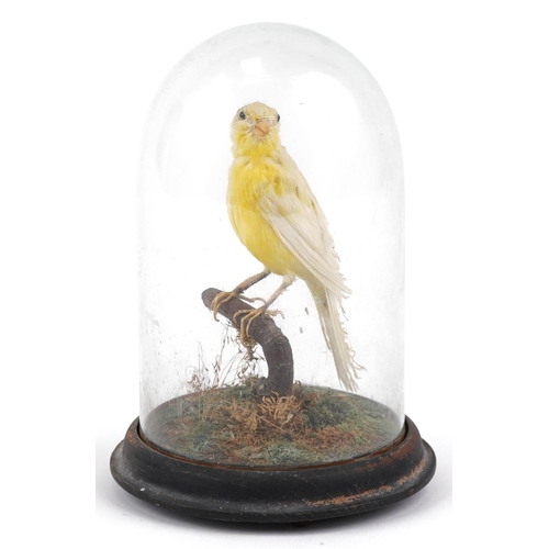 244 - A taxidermy yellow canary with naturalistic display housed under a glass dome, 19cm high.