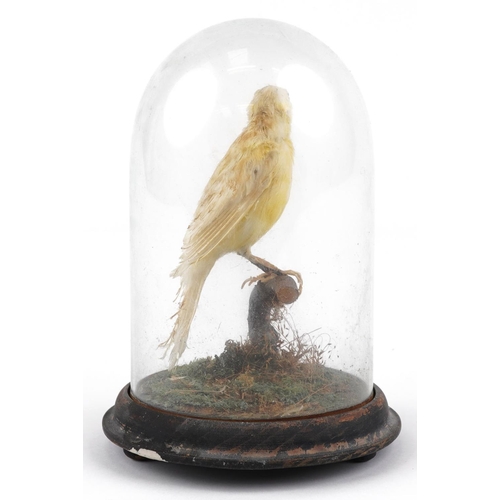 244 - A taxidermy yellow canary with naturalistic display housed under a glass dome, 19cm high.