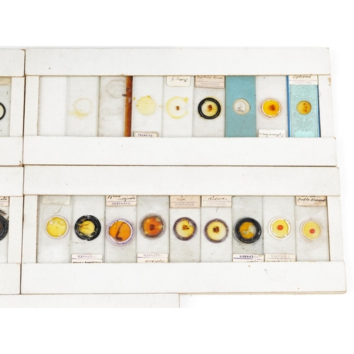 138 - A collection of 45 Victorian glass microscope slides, within a fitted case, W-27cm