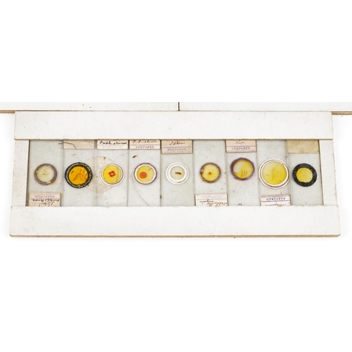 138 - A collection of 45 Victorian glass microscope slides, within a fitted case, W-27cm