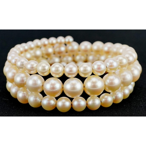 597 - A three row graduated cultured pearl bracelet, the largest pearl 8.2mm in diameter, total 30.4g.