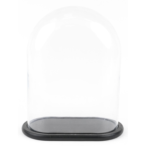 1159 - A 20th century moulded glass display dome with an ebonised base, 40cm H x 34cm W x 28cm D.