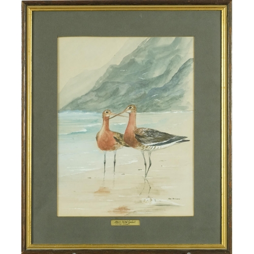 2637 - Rob Johnson - Black-tailed Godwit, watercolour and gouache on paper, signed, framed, 27cm x 20cm.