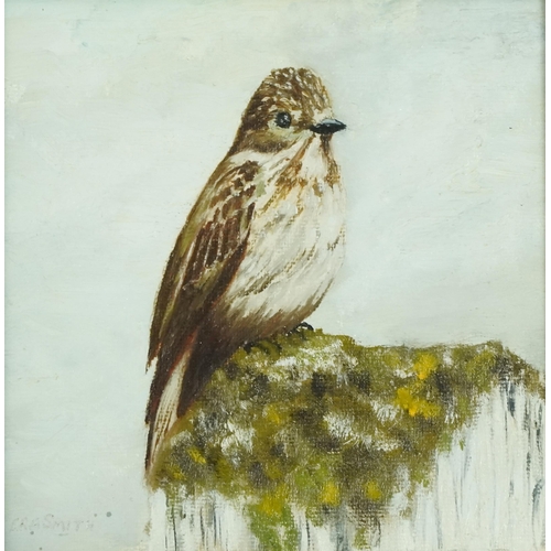 2840 - Era Smith - Study of a bird, 20th century British school oil on canvas, signed, framed, 14cm x 14cm.