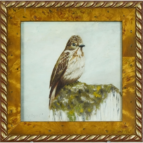 2840 - Era Smith - Study of a bird, 20th century British school oil on canvas, signed, framed, 14cm x 14cm.