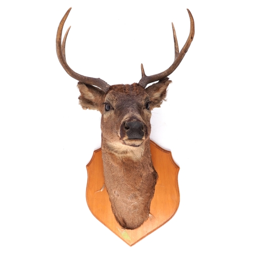 92 - A late 20th century taxidermy stag's head on a shield shaped mount, 82cm high x 43cm wide