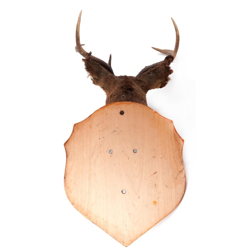 92 - A late 20th century taxidermy stag's head on a shield shaped mount, 82cm high x 43cm wide